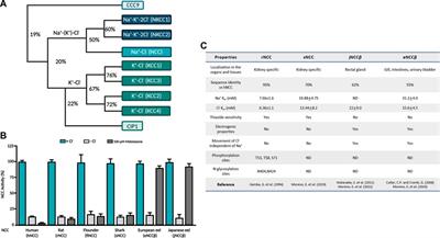 Structure-function relationships in the sodium chloride cotransporter